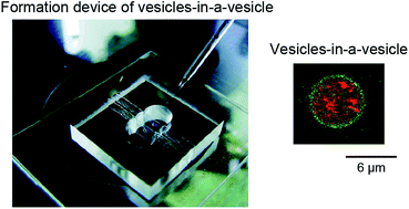 Graphical abstract: Formation of vesicles-in-a-vesicle with asymmetric lipid components using a pulsed-jet flow method