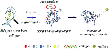 Graphical abstract: Isolation and identification of an antioxidant collagen peptide from skipjack tuna (Katsuwonus pelamis) bone