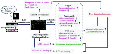 Graphical abstract: Responses of seed germination and shoot metabolic profiles of maize (Zea mays L.) to Y2O3 nanoparticle stress