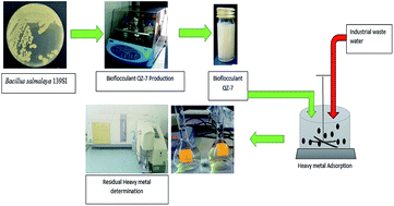 Graphical abstract: A novel efficient bioflocculant QZ-7 for the removal of heavy metals from industrial wastewater
