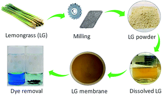 Graphical abstract: Fabrication of a cost-effective lemongrass (Cymbopogon citratus) membrane with antibacterial activity for dye removal