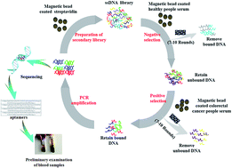 Graphical abstract: Selection and preliminary application of a single stranded DNA aptamer targeting colorectal cancer serum