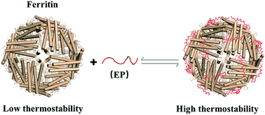 Graphical abstract: Thermostability of protein nanocages: the effect of natural extra peptide on the exterior surface