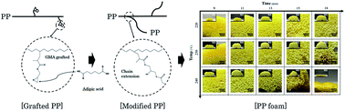 Graphical abstract: Effects of chain extender on properties and foaming behavior of polypropylene foam