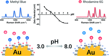 Graphical abstract: Bovine serum albumin assisted preparation of ultra-stable gold nanoflowers and their selective Raman response to charged dyes