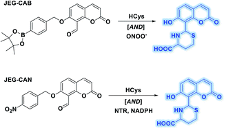 Graphical abstract: Coumarin-based fluorescent ‘AND’ logic gate probes for the detection of homocysteine and a chosen biological analyte