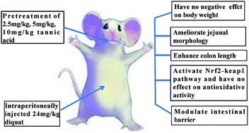 Graphical abstract: Tannic acid modulates intestinal barrier functions associated with intestinal morphology, antioxidative activity, and intestinal tight junction in a diquat-induced mouse model
