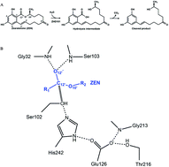 Graphical abstract: Computational design of enhanced detoxification activity of a zearalenone lactonase from Clonostachys rosea in acidic medium