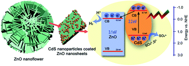 Graphical abstract: Enhanced hydrogen evolution from water splitting based on ZnO nanosheet/CdS nanoparticle heterostructures