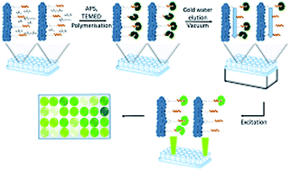 Graphical abstract: New protocol for optimisation of polymer composition for imprinting of peptides and proteins