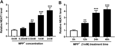 Graphical abstract: Retracted Article: Knockdown of NEAT1 ameliorated MPP+-induced neuronal damage by sponging miR-221 in SH-SY5Y cells