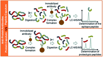 Graphical abstract: Immunocapture sample clean-up in determination of low abundant protein biomarkers – a feasibility study of peptide capture by anti-protein antibodies