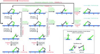 Graphical abstract: A model for the chemomechanical coupling of myosin-V molecular motors