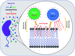 Graphical abstract: Ionic liquids strongly affect the interaction of bacteria with magnesium oxide and silica nanoparticles