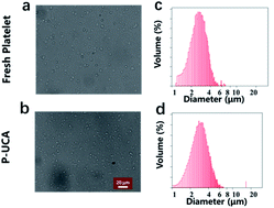 Graphical abstract: Harnessing platelets as functional vectors for contrast enhanced ultrasound imaging and fluorescence imaging