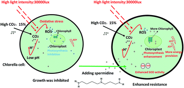 Graphical abstract: Spermidine enhanced resistance of Chlorella to high levels of CO2 and light intensity for improving photosynthetic growth rate