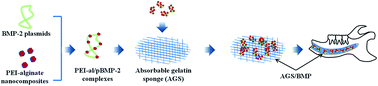 Graphical abstract: Polyethylenimine-alginate nanocomposites based bone morphogenetic protein 2 gene-activated matrix for alveolar bone regeneration