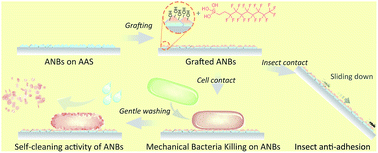 Graphical abstract: Nepenthes-inspired multifunctional nanoblades with mechanical bactericidal, self-cleaning and insect anti-adhesive characteristics