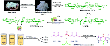 Graphical abstract: Urease covalently immobilized on cotton-derived nanocellulose-dialdehyde for urea detection and urea-based multicomponent synthesis of tetrahydro-pyrazolopyridines in water