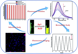 Graphical abstract: Remarkably selective biocompatible turn-on fluorescent probe for detection of Fe3+ in human blood samples and cells