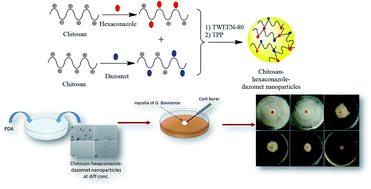 Graphical abstract: Enhanced fungicidal efficacy on Ganoderma boninense by simultaneous co-delivery of hexaconazole and dazomet from their chitosan nanoparticles