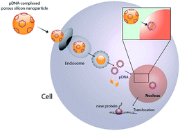 Graphical abstract: Amino-acid functionalized porous silicon nanoparticles for the delivery of pDNA