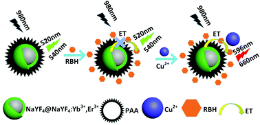 Graphical abstract: Rhodamine B derivative-modified up-conversion nanoparticle probes based on fluorescence resonance energy transfer (FRET) for the solid-based detection of copper ions