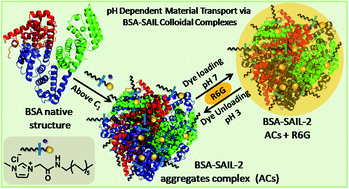 Graphical abstract: Aqueous colloidal systems of bovine serum albumin and functionalized surface active ionic liquids for material transport