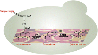 Graphical abstract: Stepwise engineering of Saccharomyces cerevisiae to produce (+)-valencene and its related sesquiterpenes