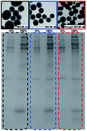 Graphical abstract: Influence of serum concentration and surface functionalization on the protein adsorption to mesoporous silica nanoparticles