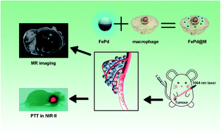 Graphical abstract: Ultra-small bimetallic iron–palladium (FePd) nanoparticle loaded macrophages for targeted tumor photothermal therapy in NIR-II biowindows and magnetic resonance imaging