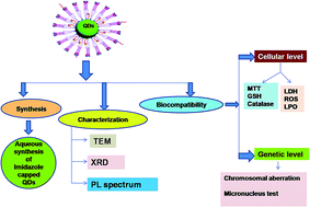 Graphical abstract: Nitrogen donor ligand for capping ZnS quantum dots: a quantum chemical and toxicological insight