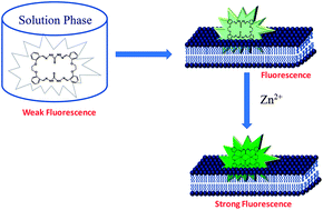 Graphical abstract: Fluorescence-based ion sensing in lipid membranes: a simple method of sensing in aqueous medium with enhanced efficiency