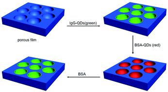 Graphical abstract: Self-assembled quantum dot microstructure guided by a microemulsion approach for immunoassays