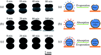 Graphical abstract: Influence of water evaporation/absorption on the stability of glycerol–water marbles