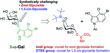 Graphical abstract: Synthesis of a 1,2-cis-indoxyl galactoside as a chromogenic glycosidase substrate