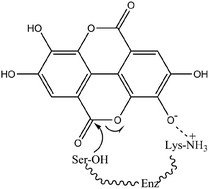 Graphical abstract: Both the mono- and di-anions of ellagic acid are effective inhibitors of the serine β-lactamase CTX-M-15