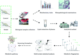 Graphical abstract: Rapid lipidomics analysis for sepsis-induced liver injury in rats and insights into lipid metabolic pathways using ultra-performance liquid chromatography/mass spectrometry