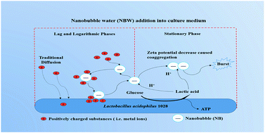 Graphical abstract: Effects of nanobubble water on the growth of Lactobacillus acidophilus 1028 and its lactic acid production