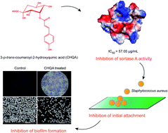 Graphical abstract: Inhibitory effect of a natural phenolic compound, 3-p-trans-coumaroyl-2-hydroxyquinic acid against the attachment phase of biofilm formation of Staphylococcus aureus through targeting sortase A