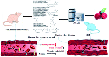 Graphical abstract: LC-MS analysis of Myrica rubra extract and its hypotensive effects via the inhibition of GLUT 1 and activation of the NO/Akt/eNOS signaling pathway