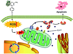 Graphical abstract: Novel camphor-based pyrimidine derivatives induced cancer cell death through a ROS-mediated mitochondrial apoptosis pathway