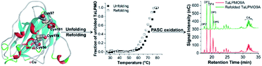 Graphical abstract: Thermal unfolding and refolding of a lytic polysaccharide monooxygenase from Thermoascus aurantiacus