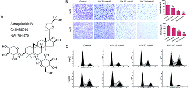 Graphical abstract: Retracted Article: Astragaloside IV (AS-IV) alleviates the malignant biological behavior of hepatocellular carcinoma via Wnt/β-catenin signaling pathway