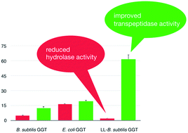 Graphical abstract: Effect of the inserted active-site-covering lid loop on the catalytic activity of a mutant B. subtilis γ-glutamyltransferase (GGT)