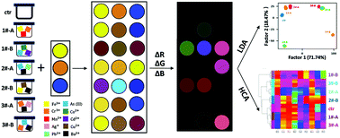 Graphical abstract: Visual artificial tongue for identification of various metal ions in mixtures and real water samples: a colorimetric sensor array using off-the-shelf dyes