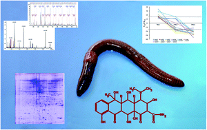 Graphical abstract: Proteomic analysis of the earthworm Eisenia fetida exposed to oxytetracycline in soil