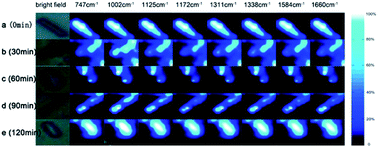 Graphical abstract: Identification of ceftazidime interaction with bacteria in wastewater treatment by Raman spectroscopic mapping