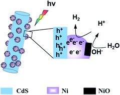 Graphical abstract: The photogenerated charge characteristics in Ni@NiO/CdS hybrids for increased photocatalytic H2 generation