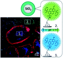 Graphical abstract: Kinetic and spectroscopic responses of pH-sensitive nanoparticles: influence of the silica matrix